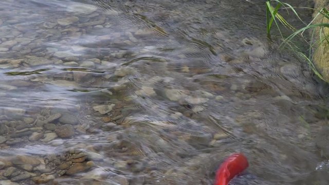 Spawning Kokanee Salmon swimming alone upstream in shallow rocky bottom stream