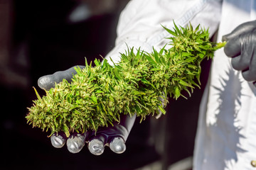 Large Marijuana (Cannabis) Bud Held in Rubber Gloved Hands by Technician in Lab Coat
