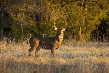 This large Whitetail Buck had been spending some time in the grass field along a tree line in Kansas. Late Autumn and early Winter is the rut season for deer in this region.