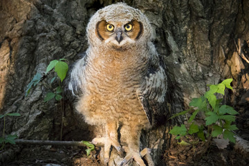 This young Great Horned Owl had not ventured far from his nest when I discovered him at the base of...