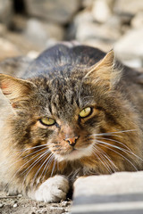 gray fluffy street cat close up with a stern look
