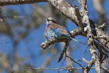 Lilac-breasted roller, south Africa