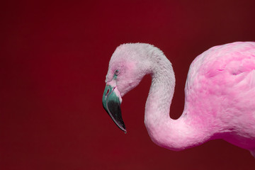 Pink flamingo against red background. Vivid contemporary wildlife image. © Ian Dyball