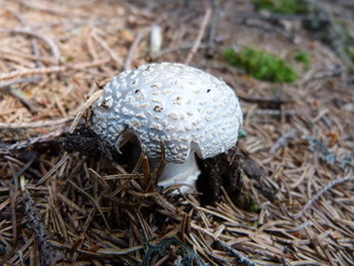 vegetation of mountain forests of the Ukrainian Carpathians. Mushrooms.