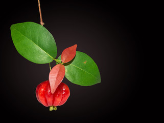 Malaysian star gooseberry solated on black background