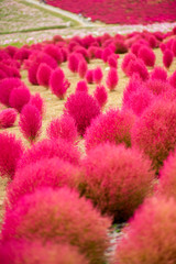 Red Kochia Scoparia field in the park, Japan.