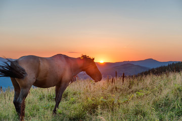 Fototapeta na wymiar Brown horse grazing on a field