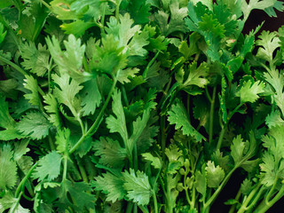 close up leaf of fresh coriander , cilantro are ingredient of asia food on wood table kitchen background