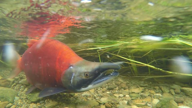 Spawning Kokanee Salmon swimming in bubbly rocky bottom stream in underwater view
