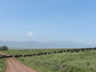 tanzanie