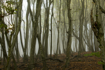 Foggy forest
