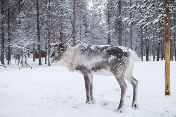 Reine dans une forêt enneigée en Laponie