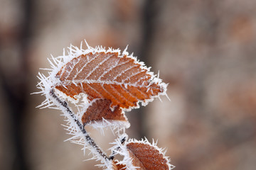Autumn branches with hoar frost in the rays of the rising sun