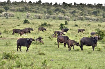 Troupeau de buffles dans la savane verte du Parc Masaï Mara, au Kenya