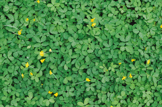 Green Leaves background,small yellow flower,green leaf of Arachis pintoi ,Pinto peanut