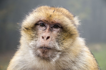 Obraz premium Barbary macaque face