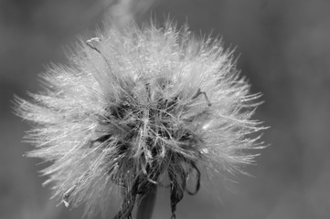 Taraxacum 