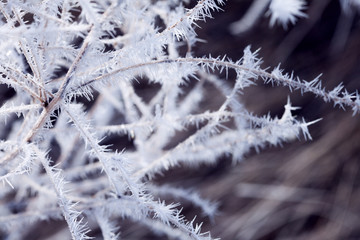 Autumn branches with hoar frost in the rays of the rising sun