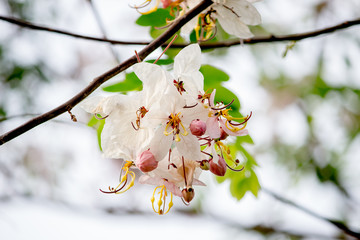 Cassia bakeriana Flower