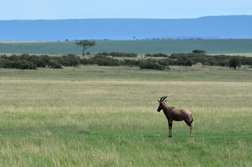 Antilope Topi ou Nyamera en swahili, dans la vaste et belle savane du Parc Masaï Mara, au Kenya