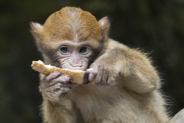 Barbary macaque baby eating