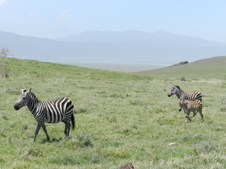 tanzanie
