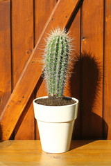 cactus armatocereus en pot