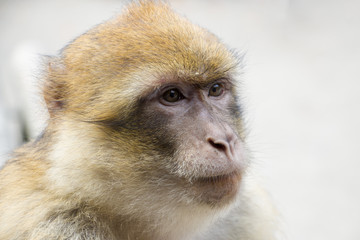 Fototapeta premium Barbary macaque face