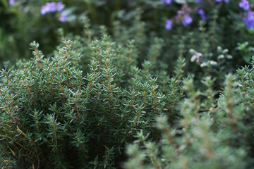 thyme © Olga Tkacheva