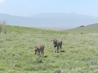 tanzanie