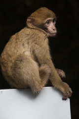 Barbary macaque baby