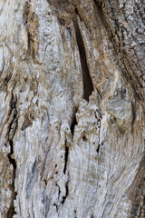 Olive tree trunk © Dmytro Surkov