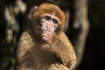 Barbary macaque baby eating