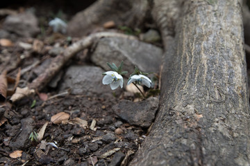 봄에 핀 야생화