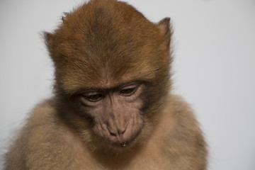 Barbary macaque baby thoughtful