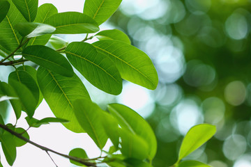 Green leaves fresh on bokeh background with selective focus