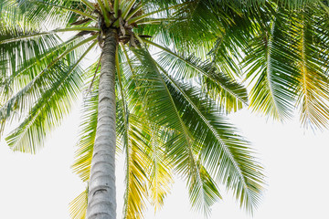 Fototapeta premium Leaves coconut trees on isolated white background