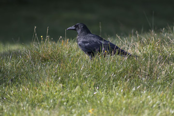 Crow in the grass