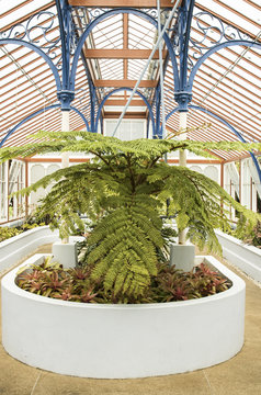 Beautiful tree fern in a greenhouse
