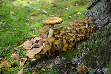 Ansammlung von Pilzen im Wald im Detail