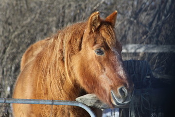 Brown colored horse in an enclosed corral, looking over top of fence gate.

