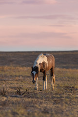Beautiful Wild Horse