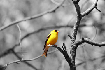 American Goldfinch on a Tree Branch