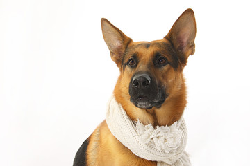 dog - shepherd dog with a white knitted scarf on a white background