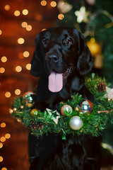 dog labrador in a christmas interior against a background of lights