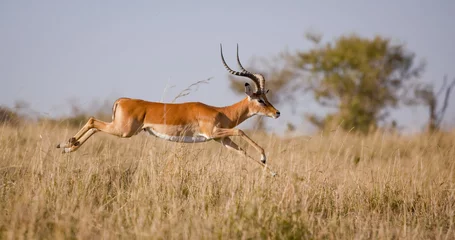 Foto op Plexiglas Een mannelijke impala springt uitgestrekt in de lucht over grasland in Masai Mara . in Kenia © dmussman