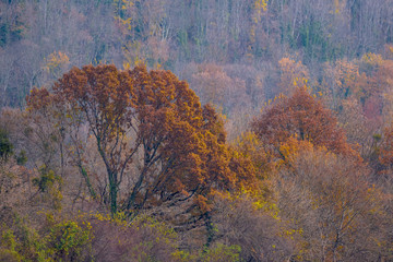 Fototapeta premium Beautiful autumn forest