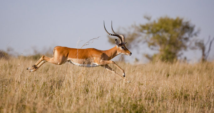A male impala leaps outstretched in mid air over grassland in Kenya's Masai mara