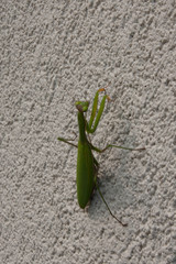 Mantide Religiosa