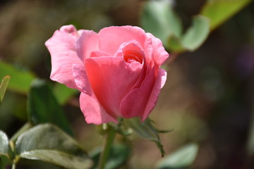 Pink rose